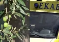 Πήγε από την Αθήνα στην Ηλεία να μαζέψει ελιές και βρέθηκε νεκρός κάτω από δέντρο