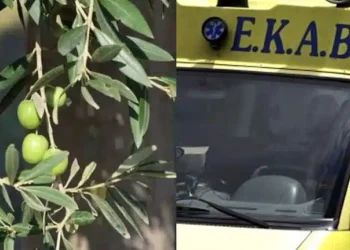 Πήγε από την Αθήνα στην Ηλεία να μαζέψει ελιές και βρέθηκε νεκρός κάτω από δέντρο