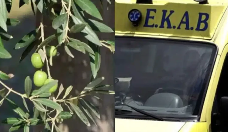 Πήγε από την Αθήνα στην Ηλεία να μαζέψει ελιές και βρέθηκε νεκρός κάτω από δέντρο