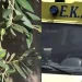 Πήγε από την Αθήνα στην Ηλεία να μαζέψει ελιές και βρέθηκε νεκρός κάτω από δέντρο